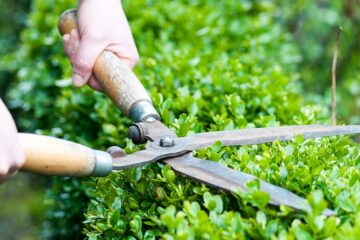 Hedge Trimming Services by WorkBull: Shaping Your Greens, Preserving Their Health A well-maintained hedge is not just an aesthetic feature—it provides privacy, reduces noise, and contributes to the local ecosystem. At WorkBull, our professional hedge trimming services in Auckland offer precision care to maintain the health, shape, and beauty of your hedges.